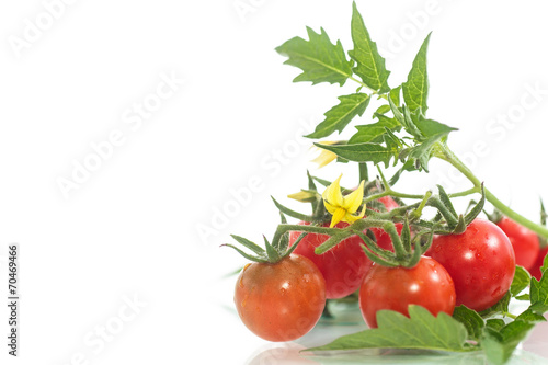 organic cherry tomatoes