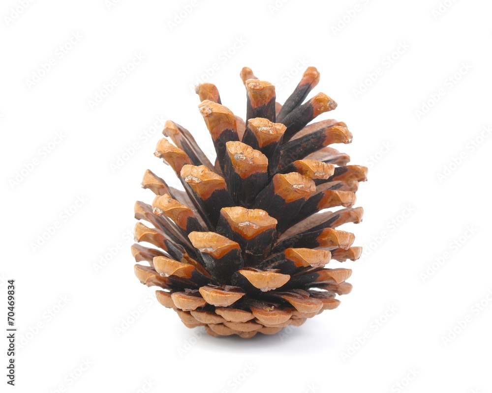 Pine Cone Pine Cone