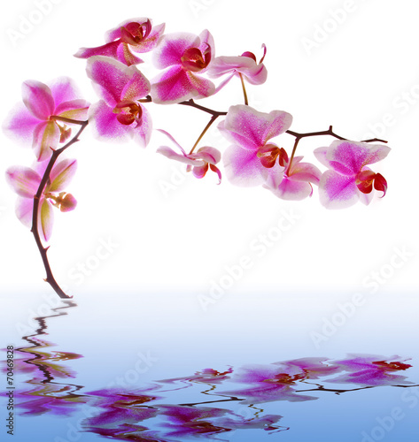  Pink flowers orchid on a white background and water reflection.