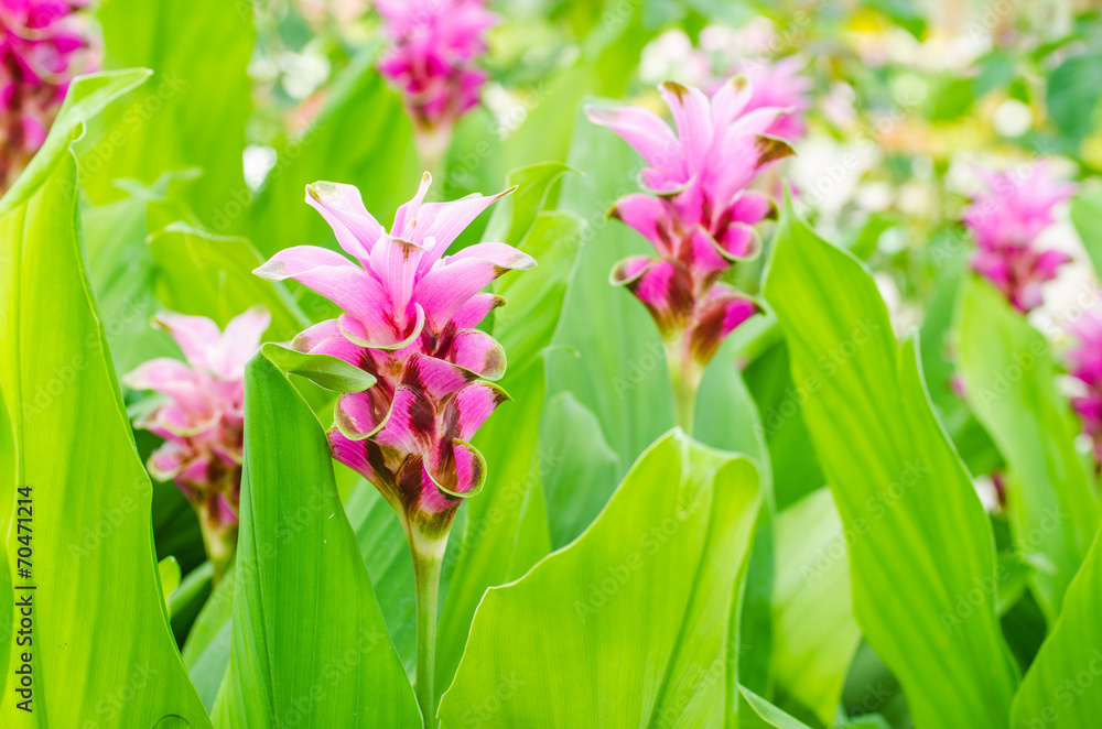 Fototapeta premium Siam tulip in the garden