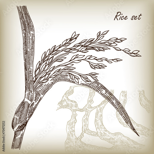 Rice set. Spikelet of rice and rice field hand drawn vector
