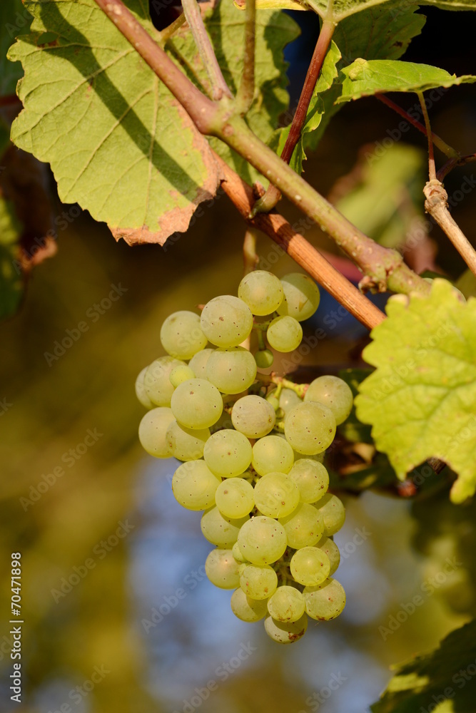 Grapes in the Moselle Valley, Rhineland Palatinate