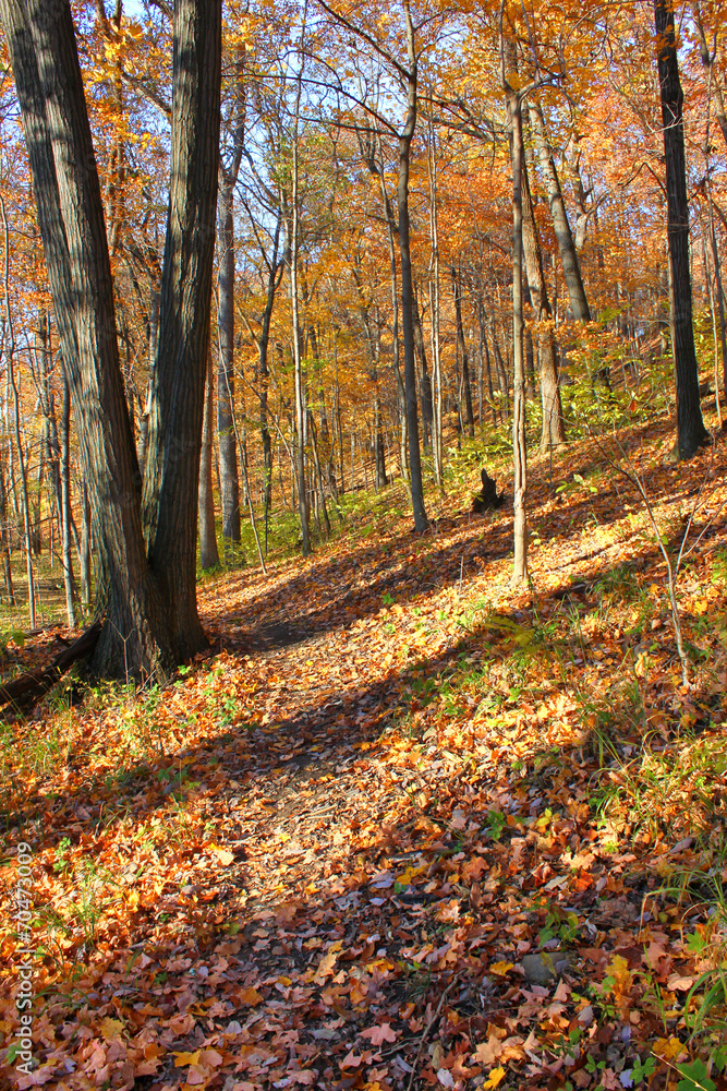 Kickapoo State Park Autumn Landscape Illinois
