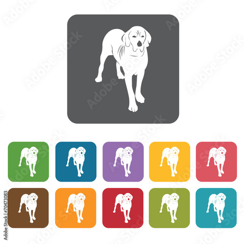 Labrador icon. Dog icons set. Rectangle colourful 12 buttons. Ve