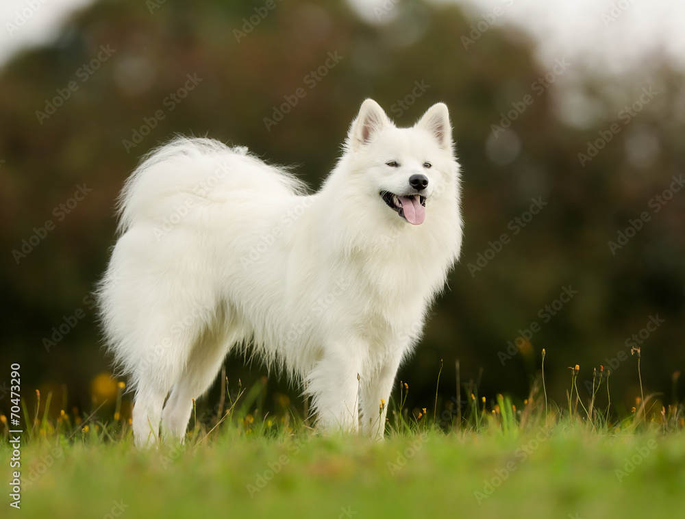 Pedigree samoyed dog Pedigree samoyed dog