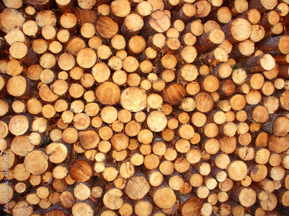 Stack of Jack Pine (Pinus banksiana) Logs in Michigan Stack of Jack Pine (Pinus banksiana) Logs in Michigan