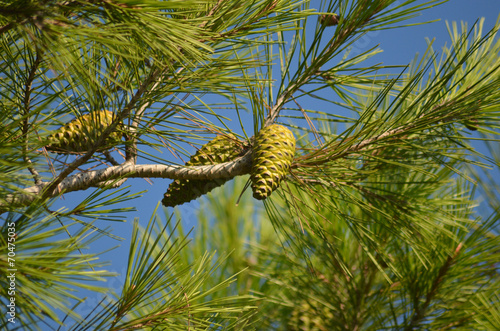 pine cone in pine tree