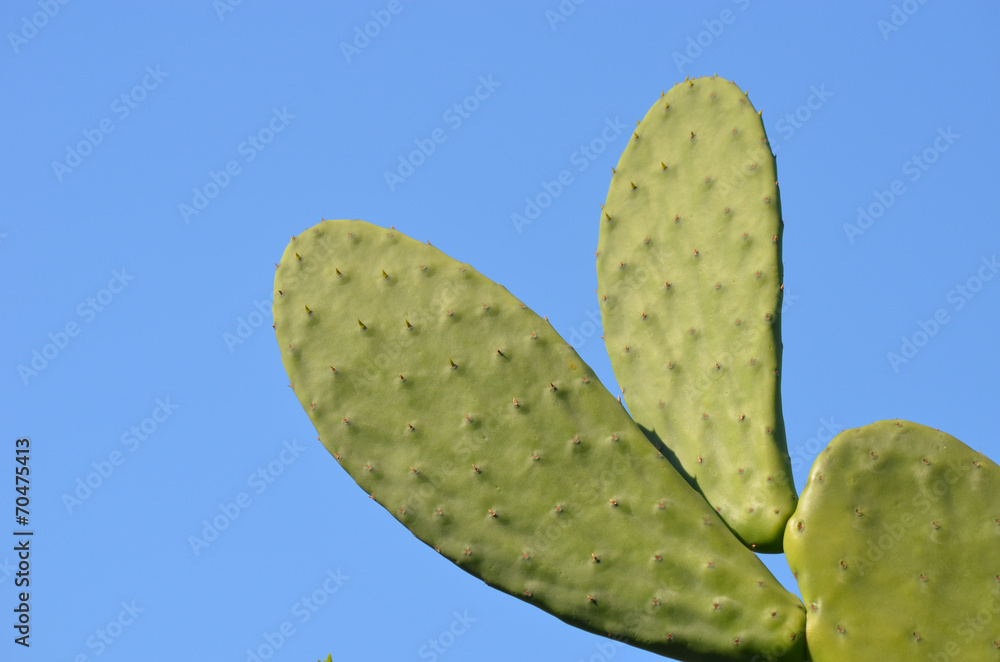 Flat round Opuntia cactus