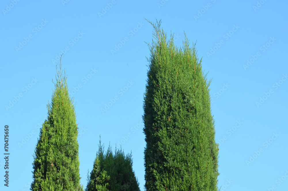Fototapeta premium Cypress trees