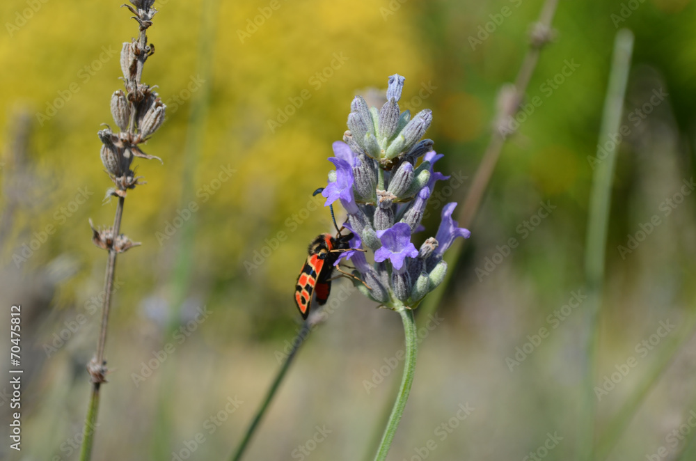 Imago of a burnet butterfly on lavender flower Imago of a burnet butterfly on lavender flower