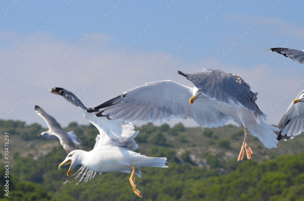 Obraz premium flying gull