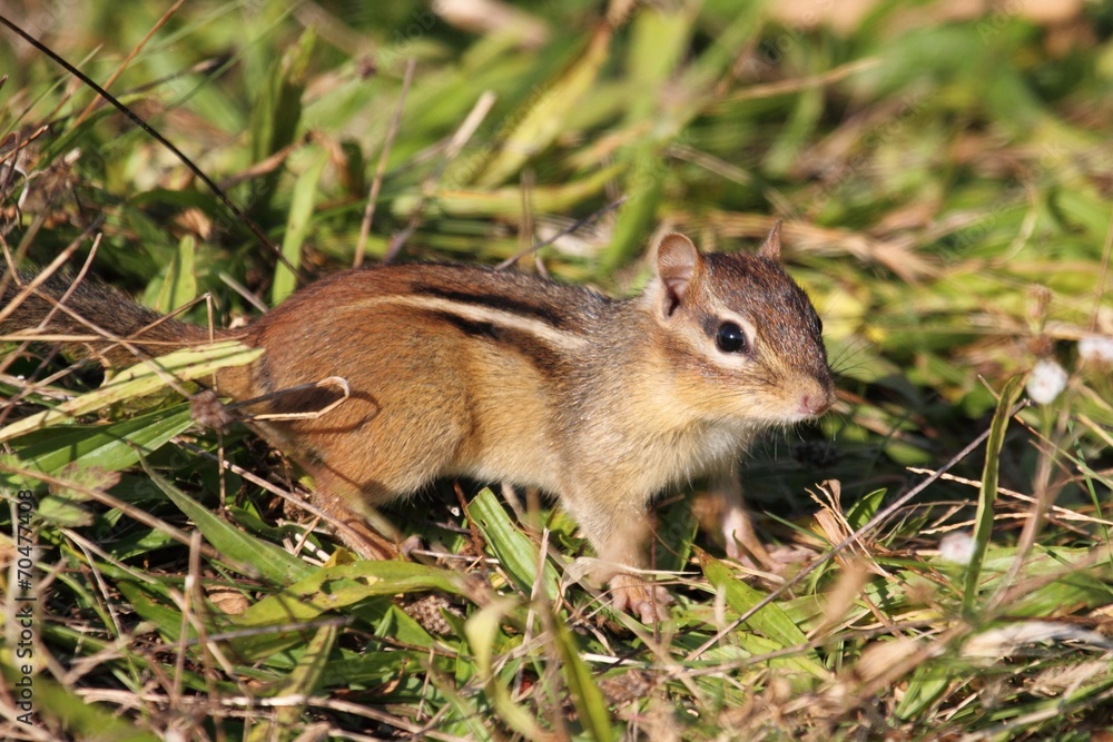 Eastern Chipmunk (Tamias striatus) Eastern Chipmunk (Tamias striatus)