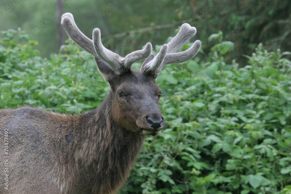 Elk Bull Elk Bull