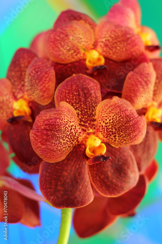 orange orchid flowers in the nature