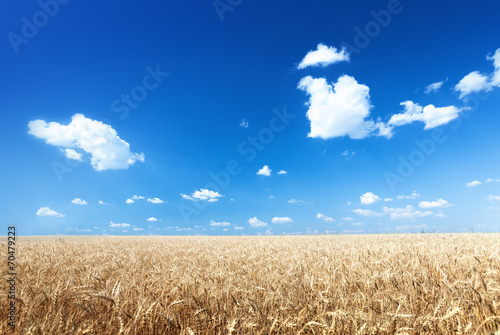 wheat field and sunny day