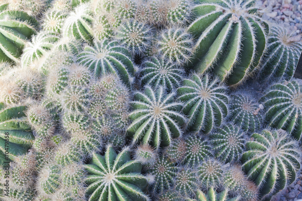 Cactaceae