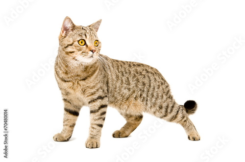 Portrait Scottish Straight cat