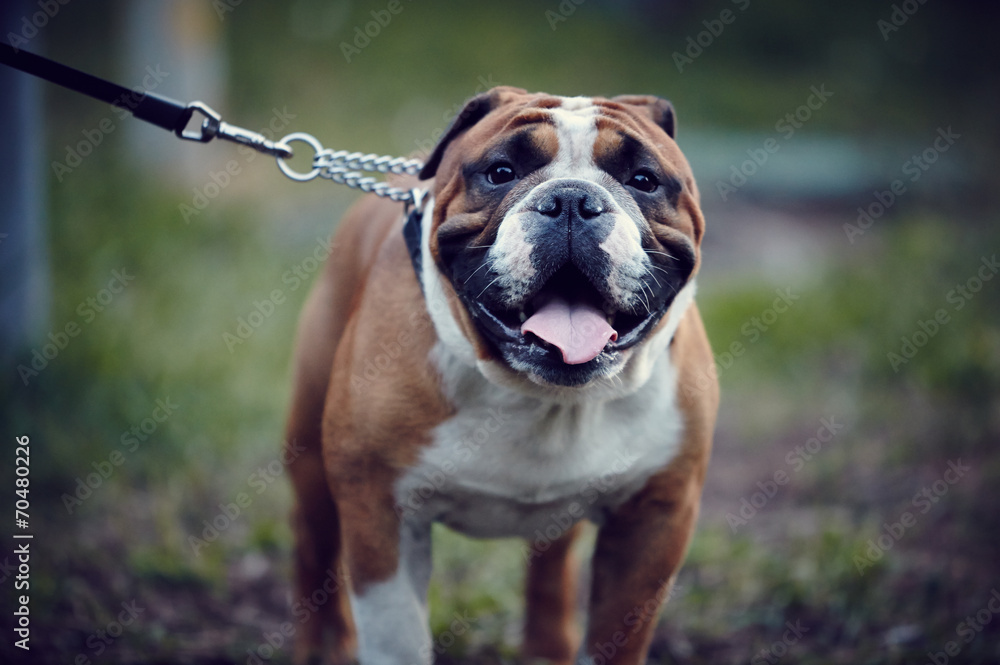 english bulldog on leash