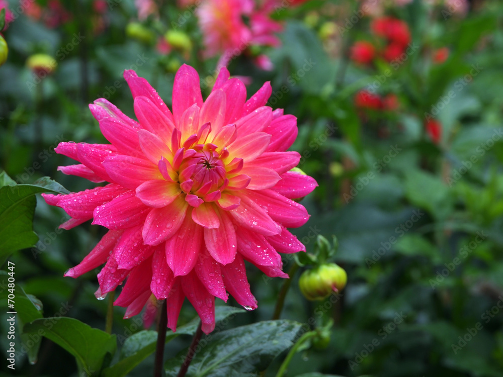 Red Red