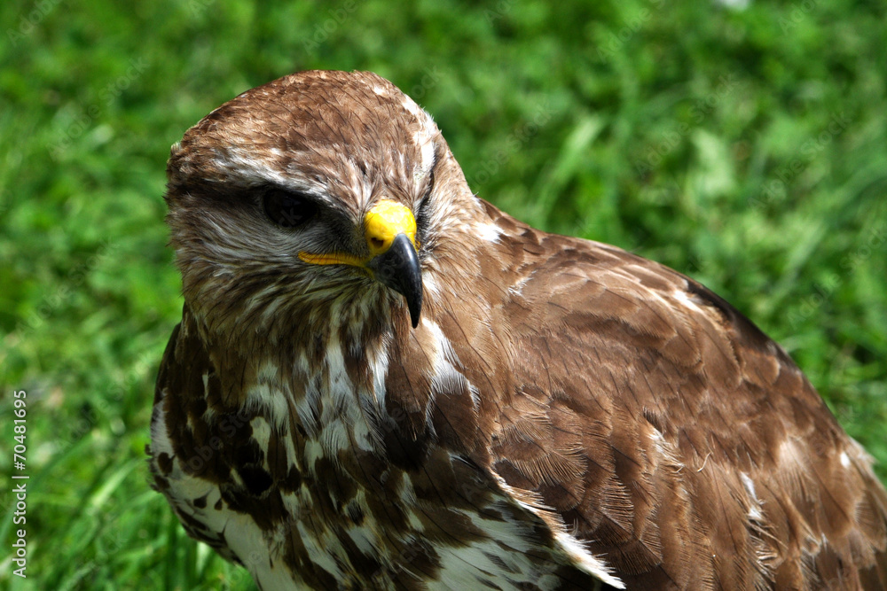 bird - falcon bird - falcon