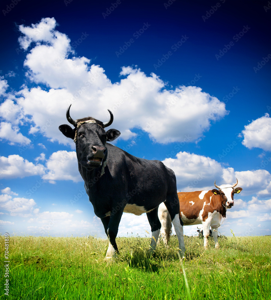 Cows on a green summer meadow