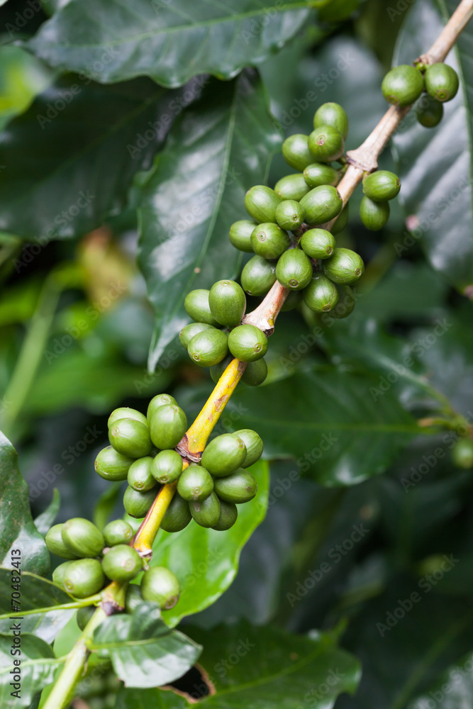 Coffee tree with ripe berries on farm