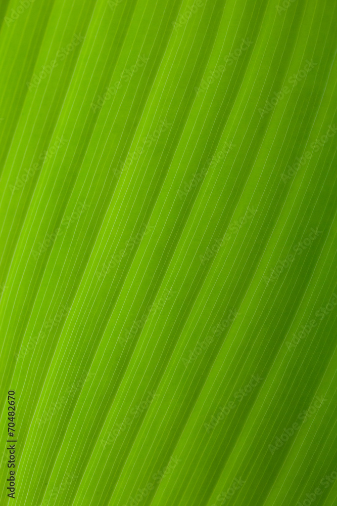 green leaf background green leaf background