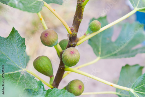 Young figs