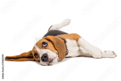 beagle dog on white background photo