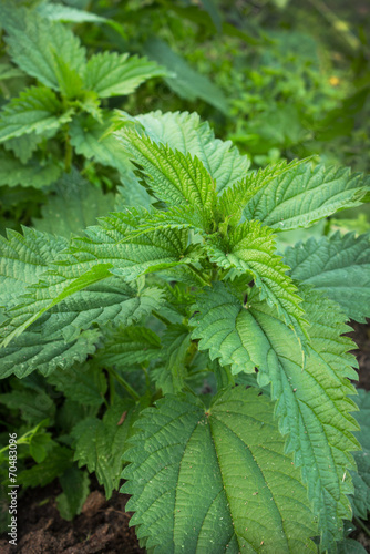 Young shoots of nettles on the field