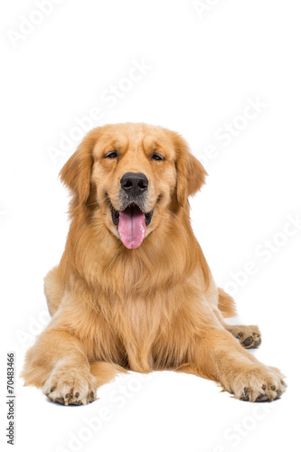 golden retriever dog sitting on isolated white background