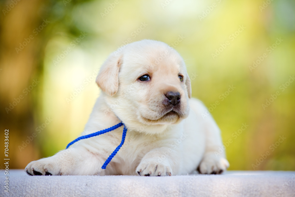 labrador puppy