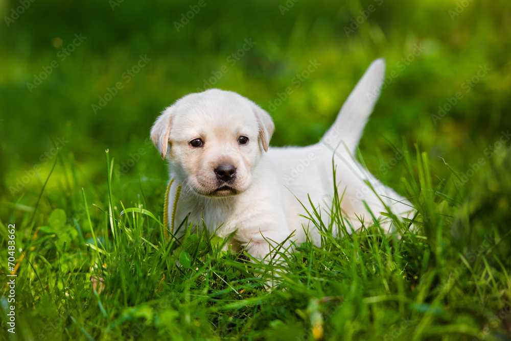labrador puppy labrador puppy