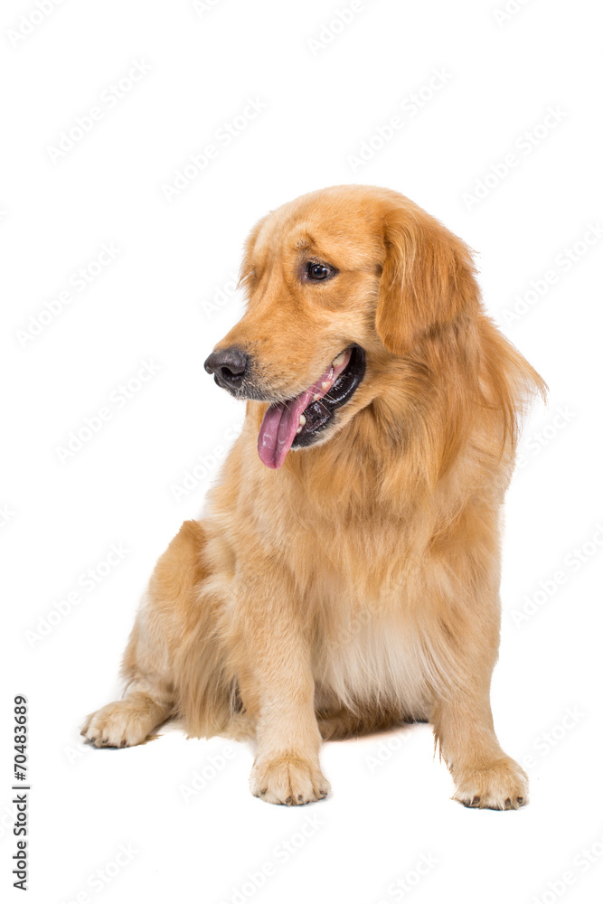 Beautiful dog sitting down - isolated over a white background Beautiful dog sitting down - isolated over a white background