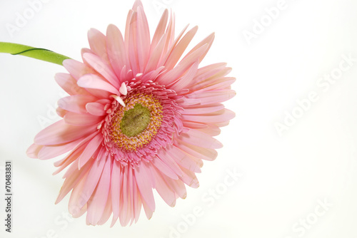 beautiful flowers in close-up shot on a white background