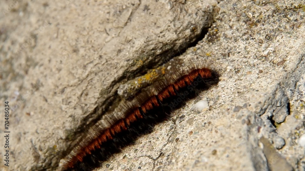 Big brown hairy caterpillar crawling on a rock Big brown hairy caterpillar crawling on a rock