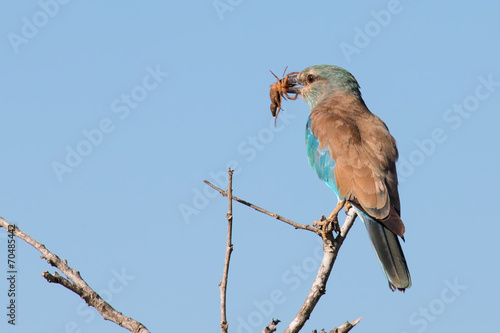 European roller in blue detail eating a scorpion on a branch