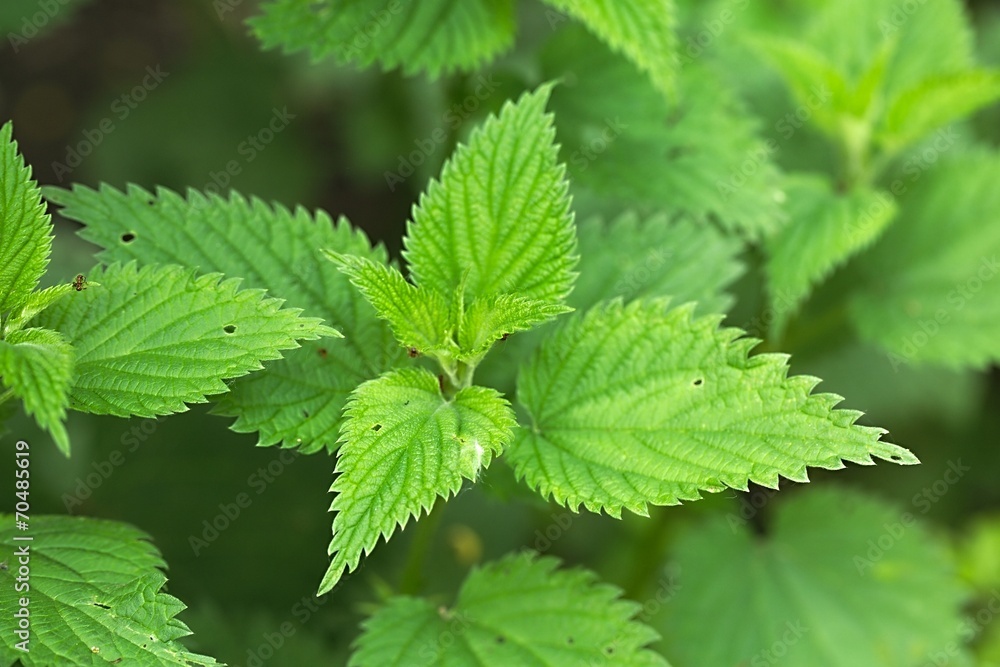 Nettle Nettle