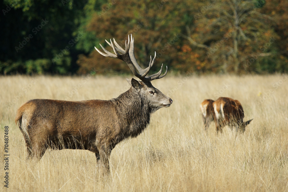 Fototapeta premium Red Deer, Deer, Cervus elaphus