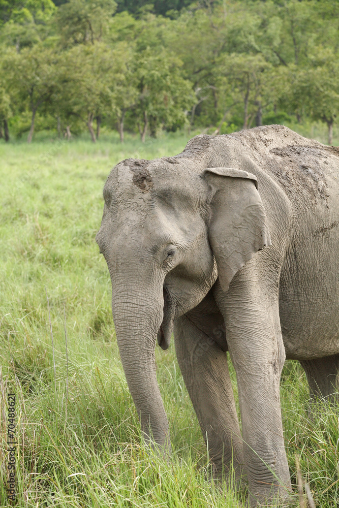 A beautiful elephant eating grass