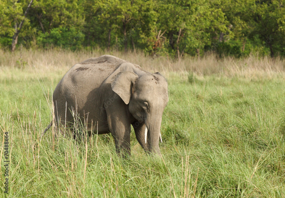 Fototapeta premium A baby tusker grazing grass
