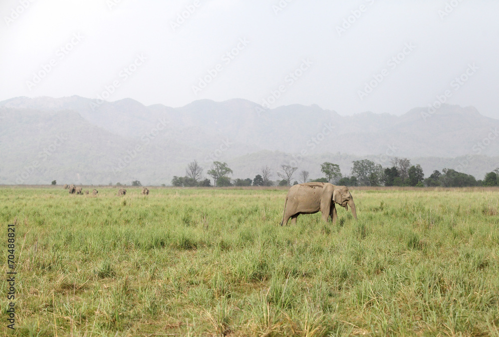 Elephants in the vast grassland of Dhikala Elephants in the vast grassland of Dhikala