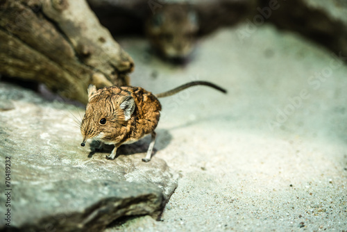 Short-eared elephant-shrew photo