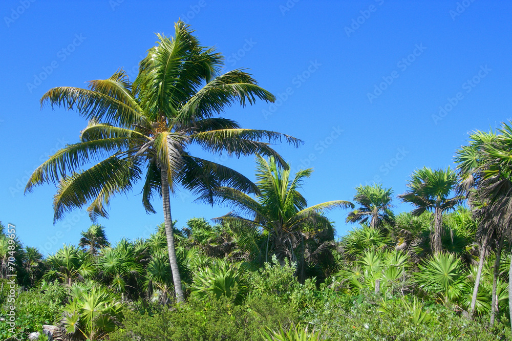 Caribbean tropical vegetation with palm trees