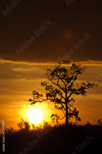The sun rises on tree