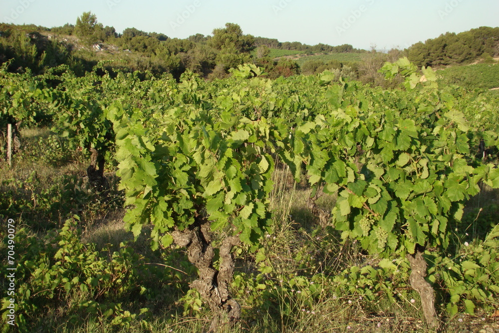 Vigne,Gruissan,Aude