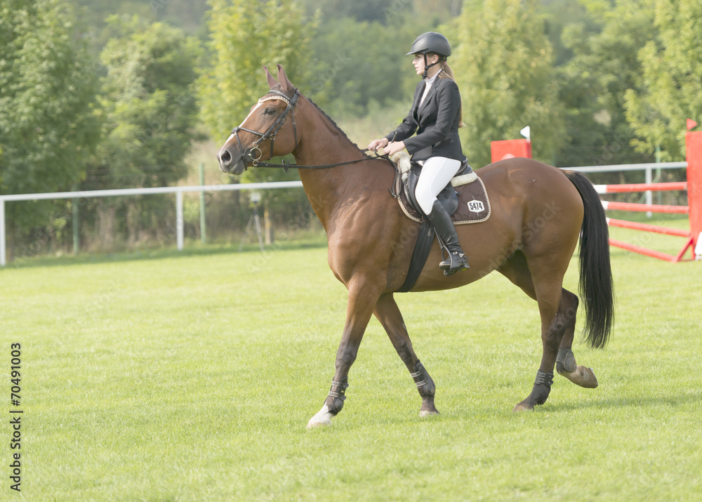 horse jumping horse jumping