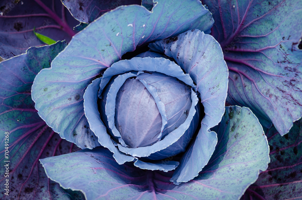 Obraz premium Purple Cabbage