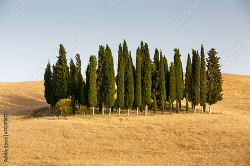 Group of cypresses, Tuscany, Italy photo