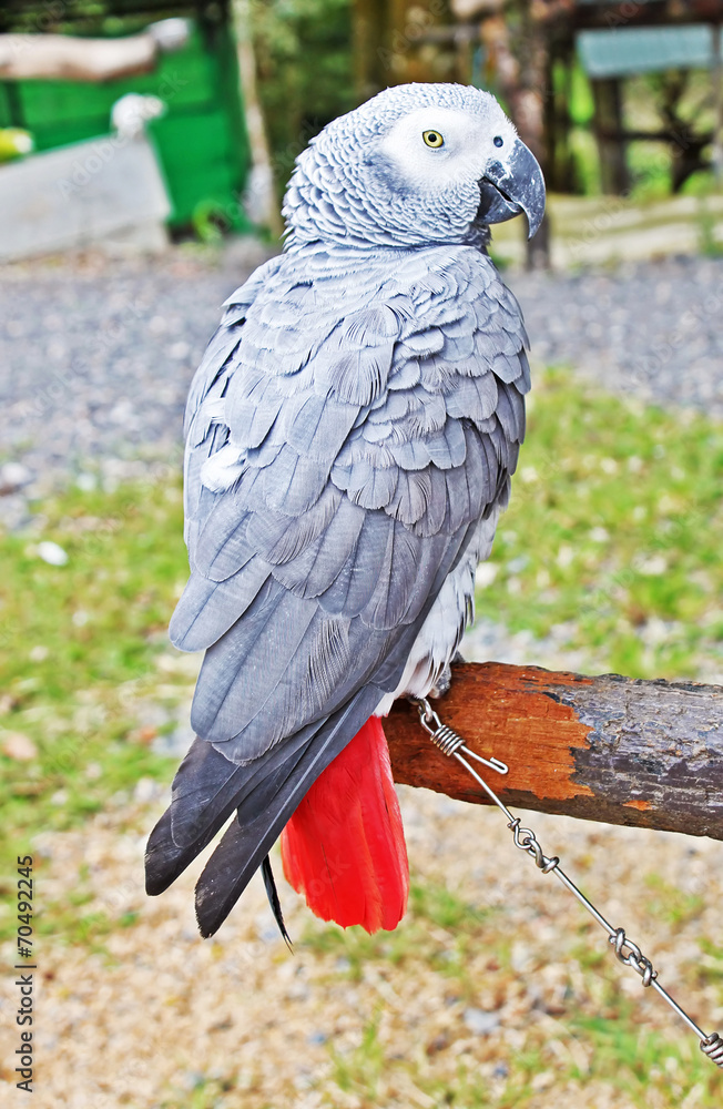 The African Grey Parrot (Psittacus erithacus) The African Grey Parrot (Psittacus erithacus)